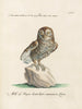 Ornithology painting methodically digested Pl086 - Saverio Manetti — artwork view