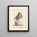 Ornithology painting methodically digested Pl086 - Saverio Manetti — framed artwork on a wall