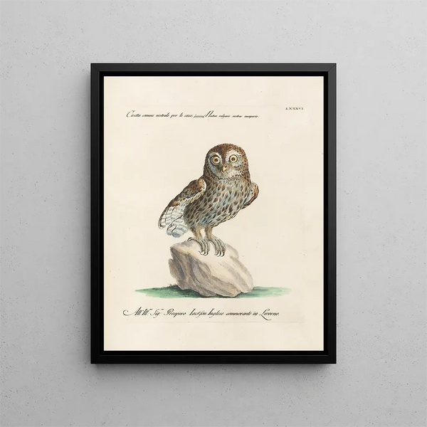 Ornithology painting methodically digested Pl086 - Saverio Manetti — framed artwork on a wall