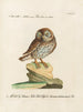 Ornithology Painting methodically digested Pl087 - Saverio Manetti — artwork view