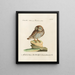 Ornithology Painting methodically digested Pl087 - Saverio Manetti — framed artwork on a wall