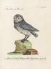 Ornithology Painting methodically digested Pl088 - Saverio Manetti — artwork view