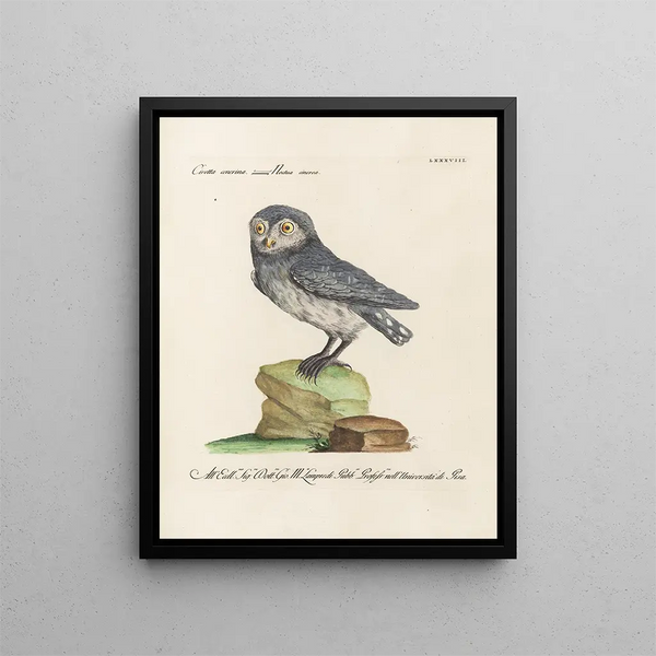 Ornithology Painting methodically digested Pl088 - Saverio Manetti — framed artwork on a wall