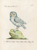 Ornithology Painting methodically digested Pl089 - Saverio Manetti — artwork view