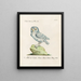 Ornithology Painting methodically digested Pl089 - Saverio Manetti — framed artwork on a wall