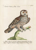 Ornithology methodically digested Pl090 - Saverio Manetti — artwork view
