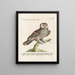 Ornithology methodically digested Pl090 - Saverio Manetti — framed artwork on a wall
