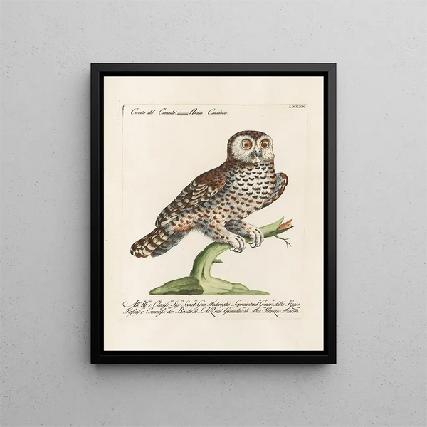 Ornithology methodically digested Pl090 - Saverio Manetti — framed artwork on a wall