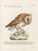Ornithology Painting methodically digested Pl091 - Saverio Manetti — artwork view