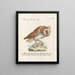 Ornithology Painting methodically digested Pl091 - Saverio Manetti — framed artwork on a wall
