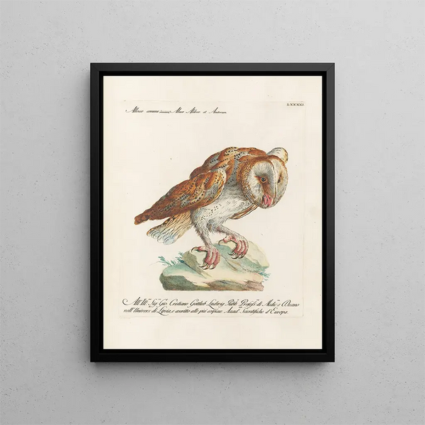 Ornithology Painting methodically digested Pl091 - Saverio Manetti — framed artwork on a wall