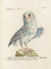 Ornithology meticulously digested Painting Pl092 - Saverio Manetti — artwork view