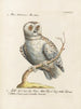 Ornithology Painting methodically digested Pl093 - Saverio Manetti — artwork view