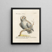 Ornithology Painting methodically digested Pl093 - Saverio Manetti — framed artwork on a wall