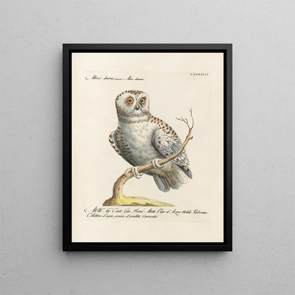 Ornithology Painting methodically digested Pl093 - Saverio Manetti — framed artwork on a wall