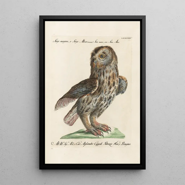 Ornithology Painting methodically arranged Pl094 - Saverio Manetti — framed artwork on a wall
