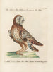 Ornithology Painting methodically digested Pl095 - Saverio Manetti — artwork view