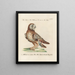 Ornithology Painting methodically digested Pl095 - Saverio Manetti — framed artwork on a wall