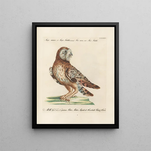 Ornithology Painting methodically digested Pl095 - Saverio Manetti — framed artwork on a wall