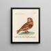 Ornithology painting methodically digested Pl096 - Saverio Manetti — framed artwork on a wall