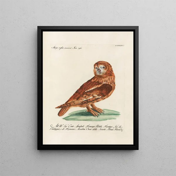 Ornithology painting methodically digested Pl096 - Saverio Manetti — framed artwork on a wall