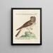 Ornithology methodically digested Pl097 - Saverio Manetti — framed artwork on a wall