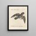 Ornithology Painting methodically digested Pl099 - Saverio Manetti — framed artwork on a wall