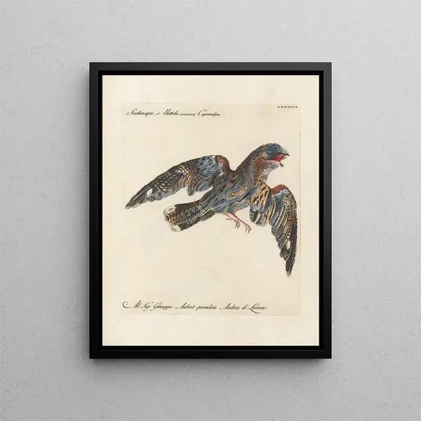Ornithology Painting methodically digested Pl099 - Saverio Manetti — framed artwork on a wall