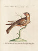 Ornithology methodically digested Pl100 - Saverio Manetti — artwork view