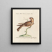 Ornithology methodically digested Pl100 - Saverio Manetti — framed artwork on a wall