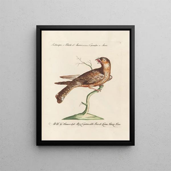 Ornithology methodically digested Pl100 - Saverio Manetti — framed artwork on a wall