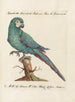 L'ornithologie méthodiquement digérée Pl101 - Saverio Manetti — artwork view