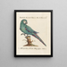 L'ornithologie méthodiquement digérée Pl101 - Saverio Manetti — framed artwork on a wall