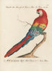 L'ornithologie méthodiquement digérée Pl102 - Saverio Manetti — artwork view