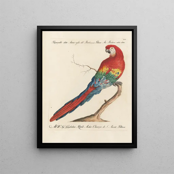 L'ornithologie méthodiquement digérée Pl102 - Saverio Manetti — framed artwork on a wall