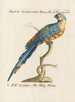 L'ornithologie méthodiquement digérée Pl103 - Saverio Manetti — artwork view