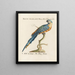 L'ornithologie méthodiquement digérée Pl103 - Saverio Manetti — framed artwork on a wall
