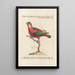 Ornithology Painting methodically arranged Pl105 - Saverio Manetti — framed artwork on a wall