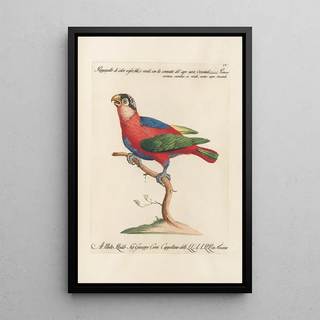 Saverio Manetti - Ornithologia methodice digesta Pl105.webp