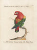 L'ornithologie méthodiquement digérée Pl106 - Saverio Manetti — artwork view