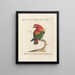 L'ornithologie méthodiquement digérée Pl106 - Saverio Manetti — framed artwork on a wall