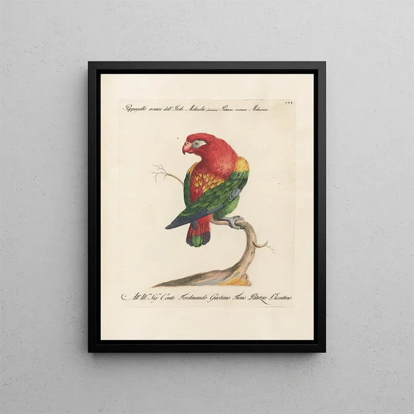 L'ornithologie méthodiquement digérée Pl106 - Saverio Manetti — framed artwork on a wall
