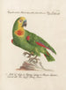 Ornithology Painting methodically digested Pl108 - Saverio Manetti — artwork view