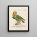 Ornithology Painting methodically digested Pl108 - Saverio Manetti — framed artwork on a wall