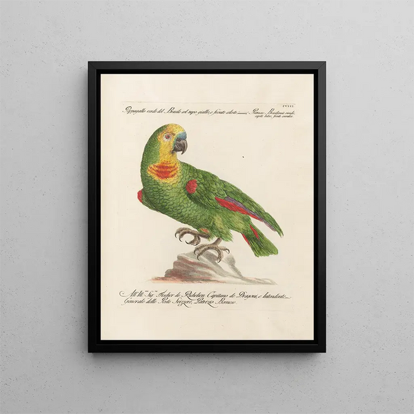 Ornithology Painting methodically digested Pl108 - Saverio Manetti — framed artwork on a wall