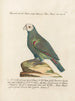 Ornithology painting methodically digested Pl109 - Saverio Manetti — artwork view