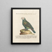 Ornithology painting methodically digested Pl109 - Saverio Manetti — framed artwork on a wall