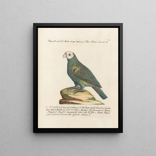 Ornithology painting methodically digested Pl109 - Saverio Manetti — framed artwork on a wall