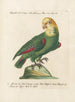 Ornithology methodically digested Pl110 - Saverio Manetti — artwork view