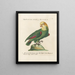 Ornithology methodically digested Pl110 - Saverio Manetti — framed artwork on a wall